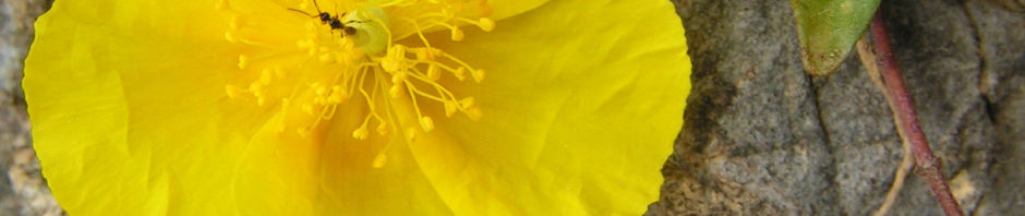 fingerkraut-bluete-gelb-potentilla