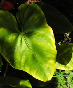 Flamingoblume Blatt gruen Anthurium andreanum 02