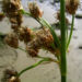 Zurück zum kompletten Bilderset Flatterbinse - Juncus effusus