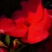 Zurück zum kompletten Bilderset Fleißiges Lieschen Blüte rot Impatiens walleriana