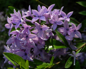 Flieder Bluete lila Syringa protolaciniata 01