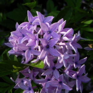 Flieder Bluete lila Syringa protolaciniata 02