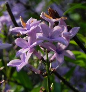 Flieder Bluete lila Syringa protolaciniata 07