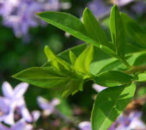 Flieder Bluete lila Syringa protolaciniata 09