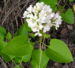 Zurück zum kompletten Bilderset Flieder Blüte weiß Syringa vulgaris