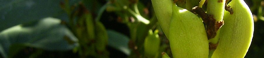 Anklicken um das ganze Bild zu sehen  Gemeiner Flieder Frucht Kapsel Syringa vulgaris
