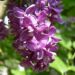 Zurück zum kompletten Bilderset Gemeiner Flieder bordeaux Blüte lila Syringa vulgaris