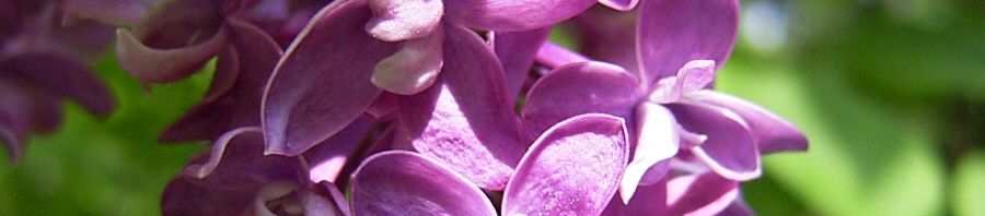 Anklicken um das ganze Bild zu sehen  Gemeiner Flieder bordeaux Blüte lila Syringa vulgaris