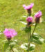 Zurück zum kompletten Bilderset Flockenblume Blute pink Centaurea