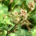Zurück zum kompletten Bilderset Floh Knöterich - Polygonum persicaria