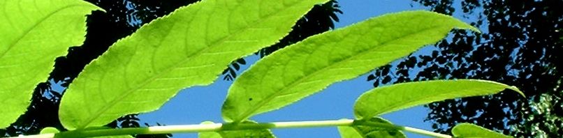 Anklicken um das ganze Bild zu sehen  Flügelnuss Blatt - Pterocarya fraxinifolia