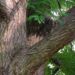 Zurück zum kompletten Bilderset Flügelnuss - Pterocarya