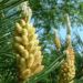 Zurück zum kompletten Bilderset Föhre Zapfen braun Blüte gelblich Pinus