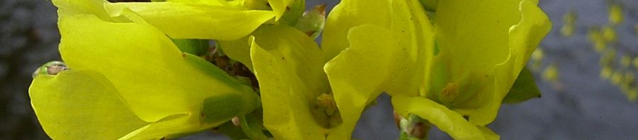 Anklicken um das ganze Bild zu sehen  Forsythie Blüte gleb Forsythia x intermedia