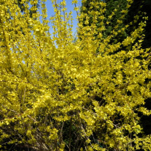 Forsythie Busch Bluete gelb Forsythia intermedia 02
