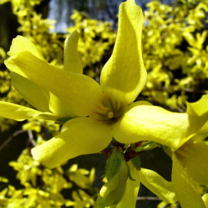 Forsythie gelbe Bluete Forsythia intermedia 01
