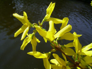 Forsythie gelbe Bluete Forsythia intermedia 02