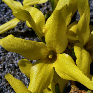 Forsythie gelbe Bluete Forsythia intermedia 03