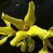 Zurück zum kompletten Bilderset Forsythie gelbe Blüte Forsythia intermedia
