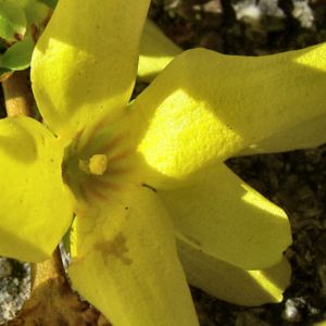Forsythie gelbe Bluete Forsythia intermedia 06
