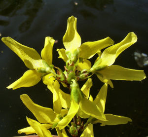Forsythie gelbe Bluete Forsythia intermedia 07