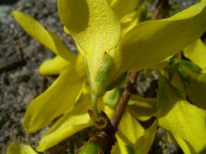 Forsythie gelbe Bluete Forsythia intermedia 08