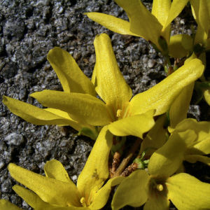 Forsythie gelbe Bluete Forsythia intermedia 09