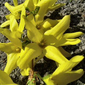 Forsythie gelbe Bluete Forsythia intermedia 10