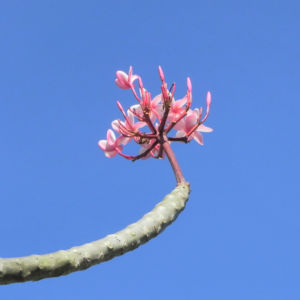Frangipani Bluete rot Plumeria rubra 57 32