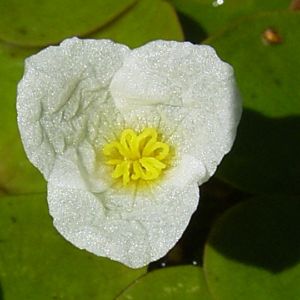 Froschbiss Bluete Hydrocharis morsus ranae 01