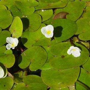 Froschbiss Bluete Hydrocharis morsus ranae 02