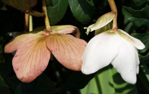 Fruehlings Christrose Bluete weiss Helleborus orientalis 01