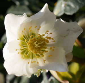 Fruehlings Christrose Bluete weiss Helleborus orientalis 02