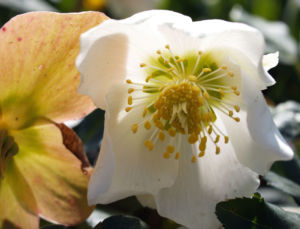 Fruehlings Christrose Bluete weiss Helleborus orientalis 04
