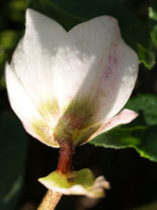 Fruehlings Christrose Bluete weiss Helleborus orientalis 05