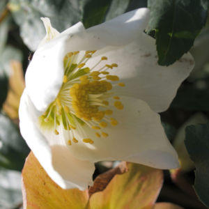 Fruehlings Christrose Bluete weiss Helleborus orientalis 06
