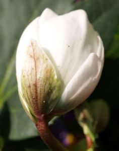 Fruehlings Christrose Bluete weiss Helleborus orientalis 08