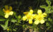 Zurück zum kompletten Bilderset Frühlings Fingerkraut Blüte gelb Potentilla tabernaemontani
