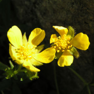 Fruehlings Fingerkraut Bluete gelb Potentilla tabernaemontani 03
