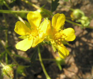 Fruehlings Fingerkraut Bluete gelb Potentilla tabernaemontani 05
