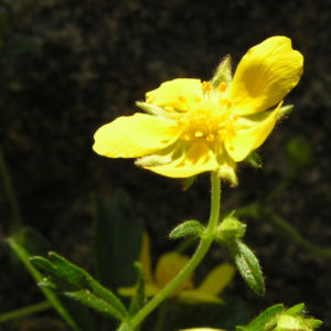 Fruehlings Fingerkraut Bluete gelb Potentilla tabernaemontani 07