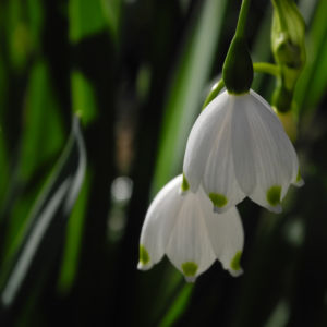 Fruehlings Knotenblume Bluete weiss Leucojum vernum 01
