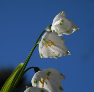 Fruehlings Knotenblume Bluete weiss Leucojum vernum 08