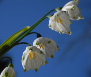 Fruehlings Knotenblume Bluete weiss Leucojum vernum 09