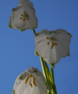 Fruehlings Knotenblume Bluete weiss Leucojum vernum 10