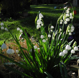 Fruehlings Knotenblume Bluete weiss Leucojum vernum 14