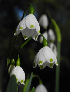 Fruehlings Knotenblume Bluete weiss Leucojum vernum 15