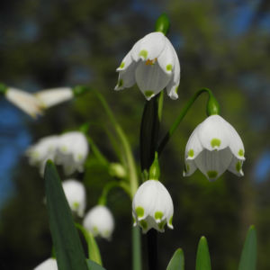 Fruehlings Knotenblume Bluete weiss Leucojum vernum 16