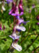Zurück zum kompletten Bilderset Frühlings-Platterbse Blüte purpur Lathyrus vernus