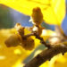 Zurück zum kompletten Bilderset Frühlings Zaubernuss Blätter gelb Frucht Hamamelis vernalis